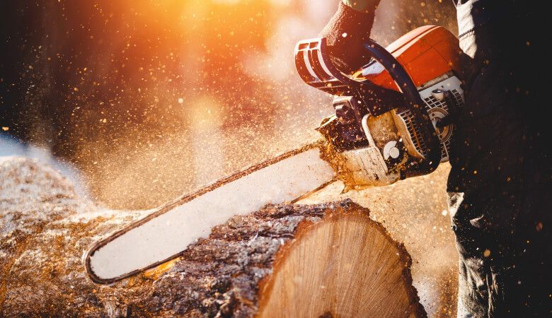 Baumfällungen und Grundstücksrodung